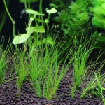 植栽から3日目　ヘアーグラスショート